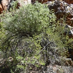 Pandorea pandorana (Wonga Wonga Vine) at Hugh, NT - 25 Aug 2024 by Paul4K