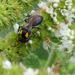 Unidentified Insect at Charleys Forest, NSW - 25 Feb 2021 by arjay