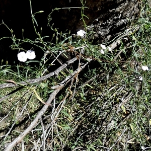 Convolvulus remotus at suppressed - 25 Aug 2024