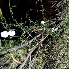 Convolvulus remotus at suppressed - 25 Aug 2024