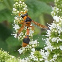 Delta bicinctum (Potter wasp) at Charleys Forest, NSW - 14 Feb 2021 by arjay