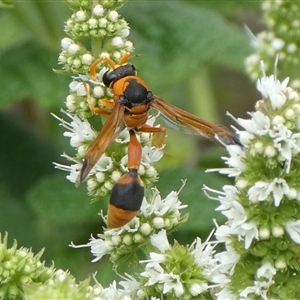 Delta bicinctum at Charleys Forest, NSW - suppressed