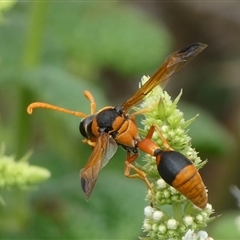 Delta bicinctum at Charleys Forest, NSW - suppressed