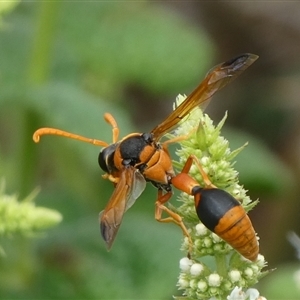 Delta bicinctum at Charleys Forest, NSW - suppressed