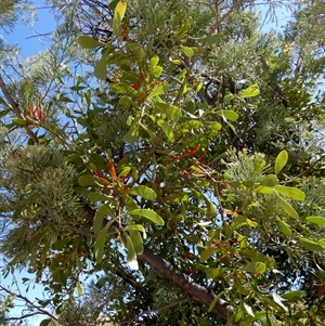 Lysiana subfalcata at Namatjira, NT - 25 Aug 2024