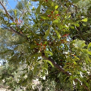 Lysiana subfalcata at Namatjira, NT - 25 Aug 2024