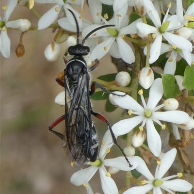 Unidentified Insect at Charleys Forest, NSW - 8 Feb 2021 by arjay