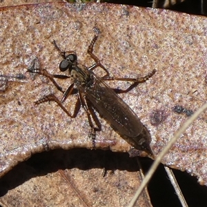 Cerdistus sp. (genus) at Charleys Forest, NSW - 2 Feb 2021