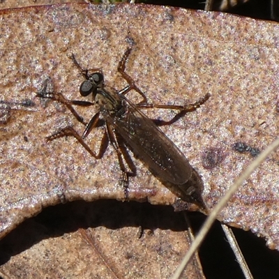 Cerdistus sp. (genus) (Slender Robber Fly) at Charleys Forest, NSW - 2 Feb 2021 by arjay