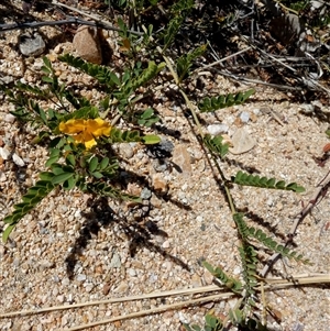 Petalostylis cassioides at Namatjira, NT - 25 Aug 2024 01:52 PM