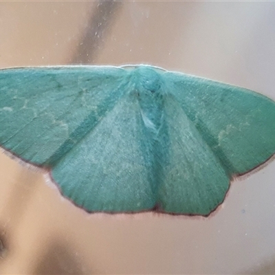 Prasinocyma semicrocea (Common Gum Emerald moth) at Penrose, NSW - 30 Sep 2024 by Aussiegall