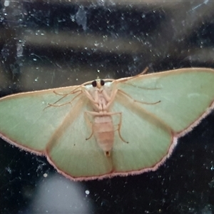 Prasinocyma semicrocea at Penrose, NSW - suppressed