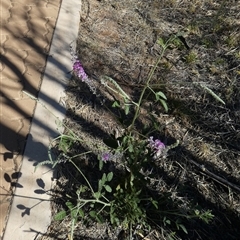 Cullen australasicum at Namatjira, NT - 25 Aug 2024 03:24 PM