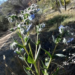 Trichodesma zeylanicum at Namatjira, NT - 25 Aug 2024