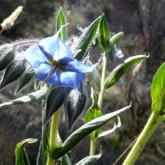 Trichodesma zeylanicum at Namatjira, NT - 25 Aug 2024