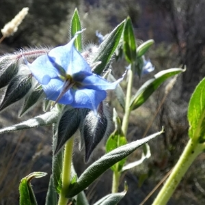 Trichodesma zeylanicum at Namatjira, NT - 25 Aug 2024