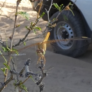 Diplacodes haematodes at Mount Zeil, NT - 25 Aug 2024 04:47 PM