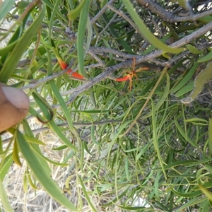 Lysiana exocarpi subsp. exocarpi at Mount Zeil, NT - 25 Aug 2024