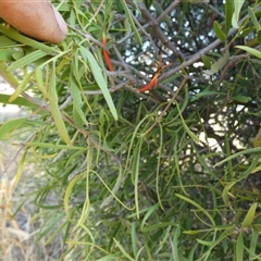 Lysiana exocarpi subsp. exocarpi at Mount Zeil, NT - 25 Aug 2024