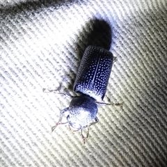 Bostrichidae (Family) at Mount Zeil, NT - 25 Aug 2024 09:07 PM