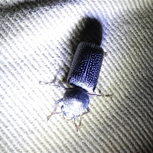 Bostrichidae (Family) at Mount Zeil, NT - 25 Aug 2024 09:07 PM