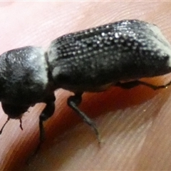Bostrichidae (Family) at Mount Zeil, NT - 25 Aug 2024 09:07 PM