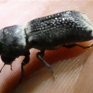 Bostrichidae (Family) at Mount Zeil, NT - 25 Aug 2024 09:07 PM