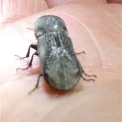 Bostrichidae (Family) at Mount Zeil, NT - 25 Aug 2024 09:07 PM