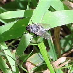 Muscoidea (super family) at Lyons, ACT - 1 Oct 2024 by ran452