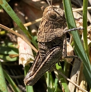 Perunga ochracea at Whitlam, ACT - 1 Oct 2024 11:13 AM