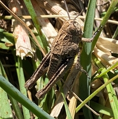 Perunga ochracea at Whitlam, ACT - 1 Oct 2024 11:13 AM