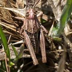 Perunga ochracea at Whitlam, ACT - 1 Oct 2024 11:13 AM