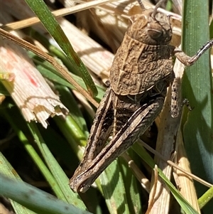 Perunga ochracea at Whitlam, ACT - 1 Oct 2024 11:13 AM