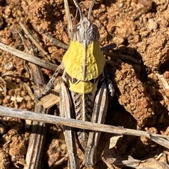 Perunga ochracea at Whitlam, ACT - 1 Oct 2024 11:26 AM