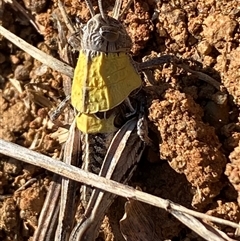 Perunga ochracea at Whitlam, ACT - 1 Oct 2024 11:26 AM