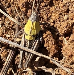 Perunga ochracea at Whitlam, ACT - 1 Oct 2024 11:26 AM