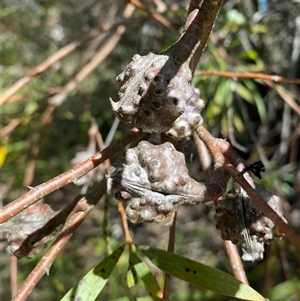 Hakea salicifolia subsp. salicifolia at Campbell, ACT - 1 Oct 2024