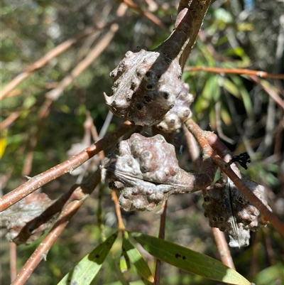 Hakea salicifolia subsp. salicifolia (Willow-leaved Hakea) at Campbell, ACT - 1 Oct 2024 by mcosgrove