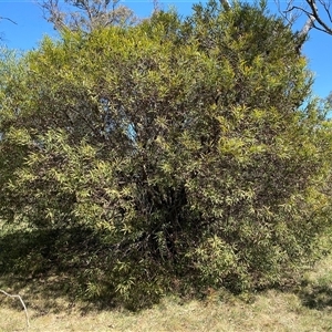 Hakea salicifolia subsp. salicifolia at Campbell, ACT - 1 Oct 2024