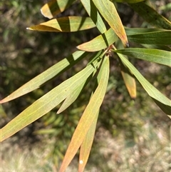 Hakea salicifolia subsp. salicifolia at Campbell, ACT - 1 Oct 2024