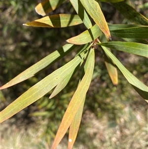 Hakea salicifolia subsp. salicifolia at Campbell, ACT - 1 Oct 2024