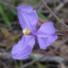 Patersonia sericea var. sericea at Robertson, NSW - 25 Sep 2024 by RobG1