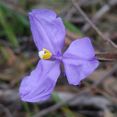 Patersonia sericea var. sericea at Robertson, NSW - 25 Sep 2024 by RobG1