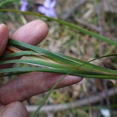 Unidentified at suppressed - 25 Sep 2024