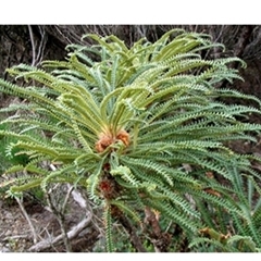 Banksia montana at suppressed - suppressed