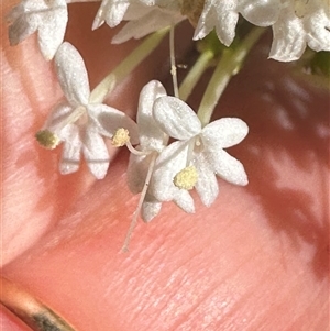 Centranthus ruber at Kangaroo Valley, NSW - suppressed