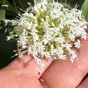 Centranthus ruber at Kangaroo Valley, NSW - suppressed