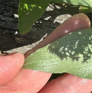 Centranthus ruber at Kangaroo Valley, NSW - suppressed