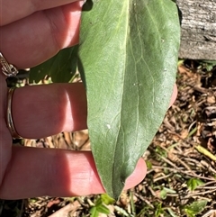 Centranthus ruber at Kangaroo Valley, NSW - suppressed