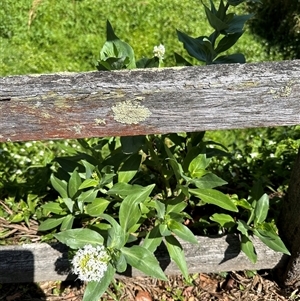 Centranthus ruber at Kangaroo Valley, NSW - suppressed